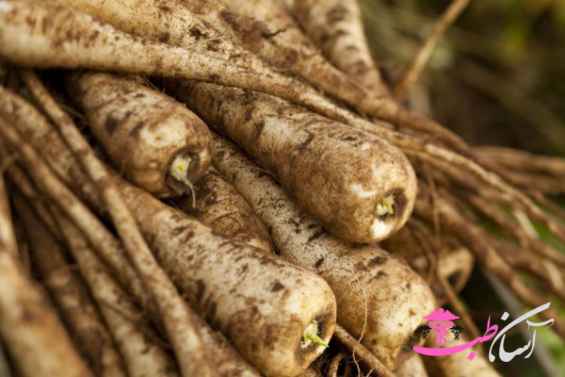 شنگ تره‌ای