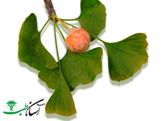 جینکو بیلوبا