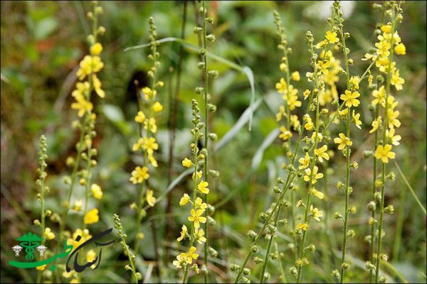 خواص آگریمونیا