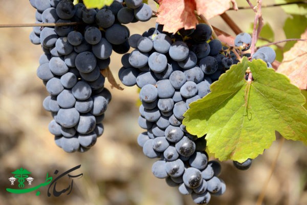 خواص انگور علفزار