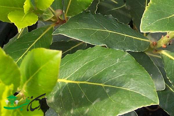 خواص برگ مو