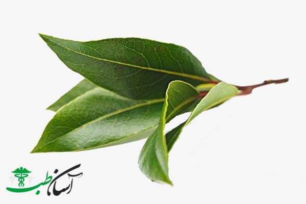 خواص برگ مو