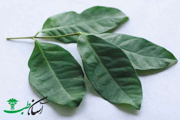 خواص برگ مو