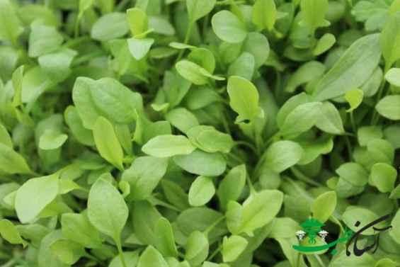 ترشک درشت ترشک درشت