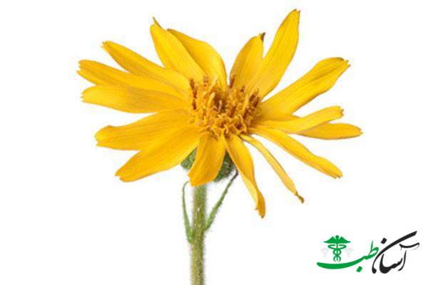 تنباکوی کوهی