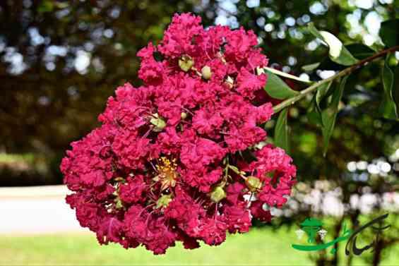 توری ملکه توری ملکه