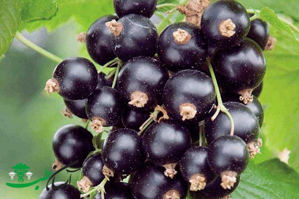 خواص جینسنگ سیبری خواص جینسنگ سیبری