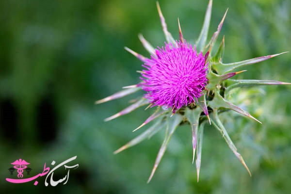 خواص خار مریم