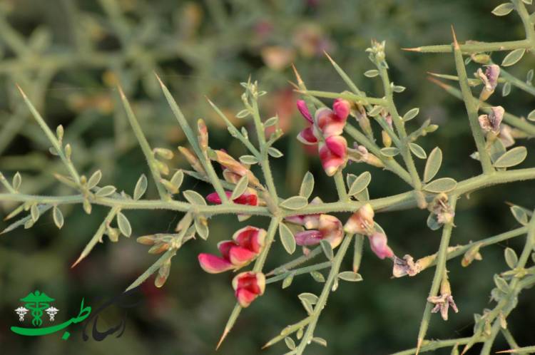 خواص خارشتر در طب سنتی خواص خارشتر در طب سنتی