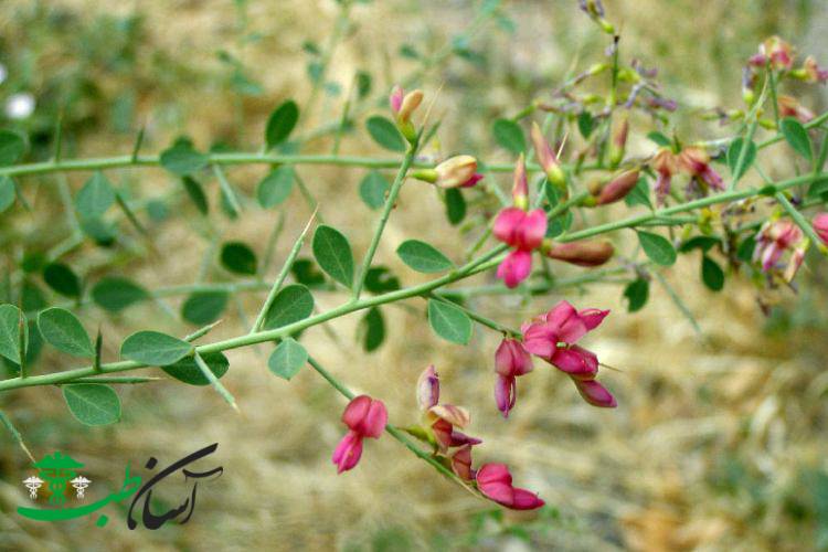 خواص خارشتر در طب سنتی