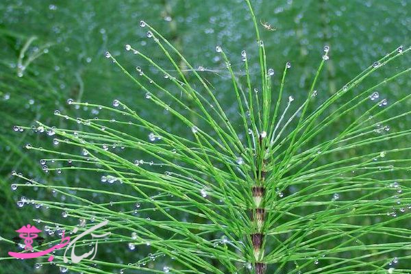 خواص دم اسبی