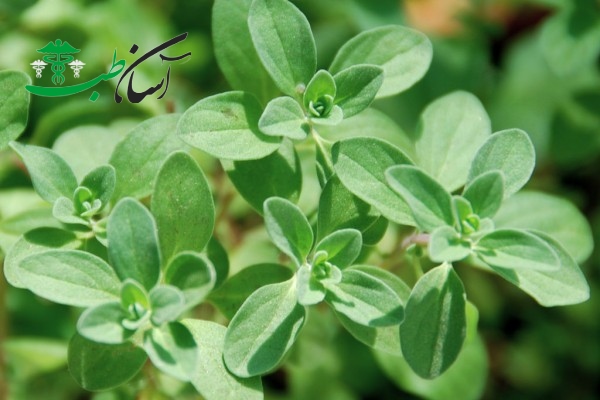 خواص رودیولا