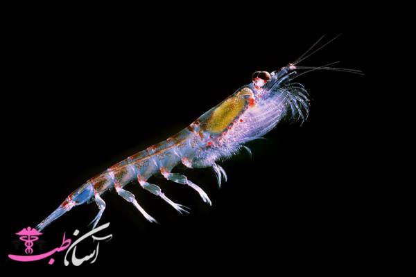 خواص روغن کریل