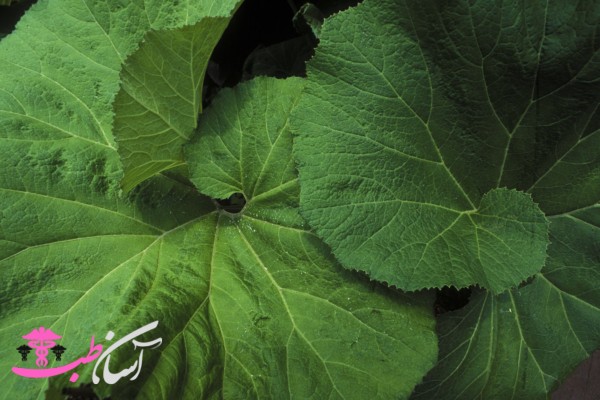 خواص سایبان