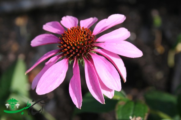 خواص سرخارگل