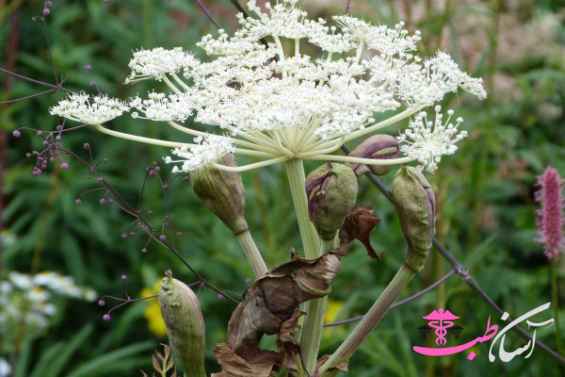 سنبل ختایی سنبل ختایی