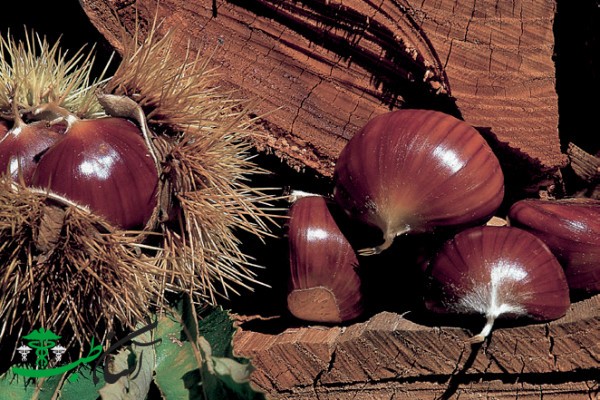 خواص شاه بلوط هندی