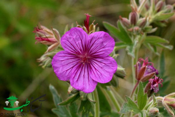 خواص شمعدانی