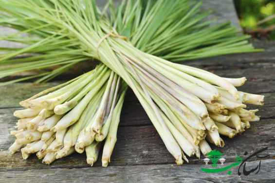 خواص علف لیمو