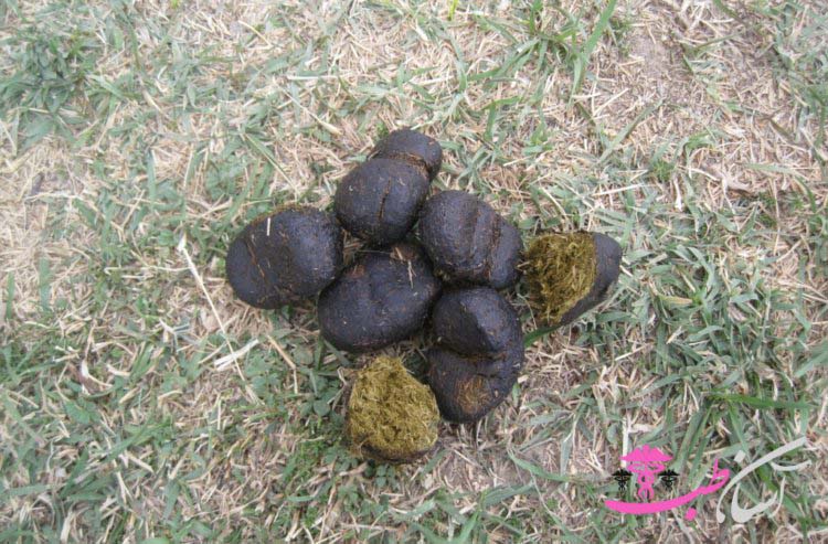 خواص عنبر نسارا یا پشگل الاغ ماده یا سرگین خر