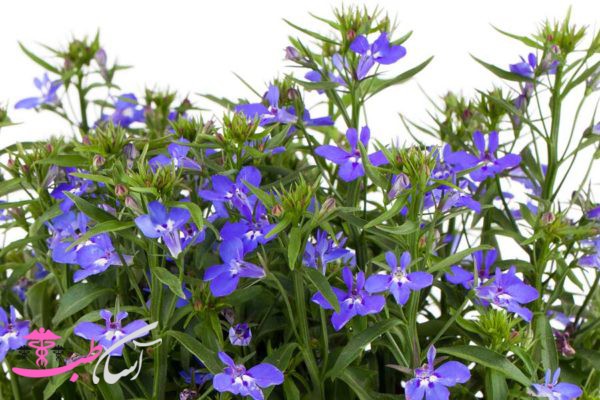 خواص لوبلیا خواص لوبلیا