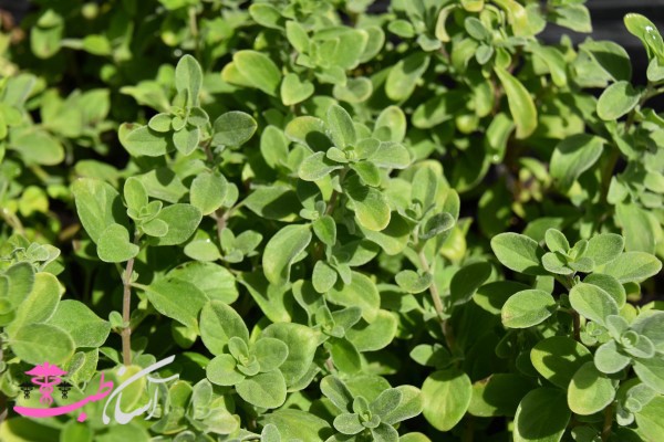 خواص مرزنگوش