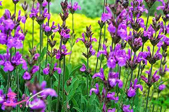 خواص مریم گلی