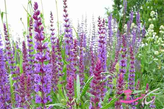 خواص مریم گلی