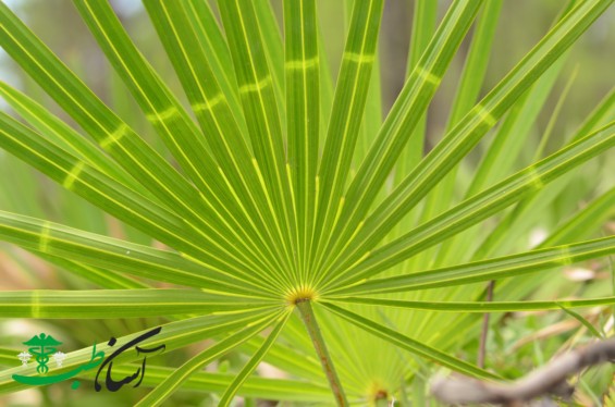 خواص نخل اره‌ای