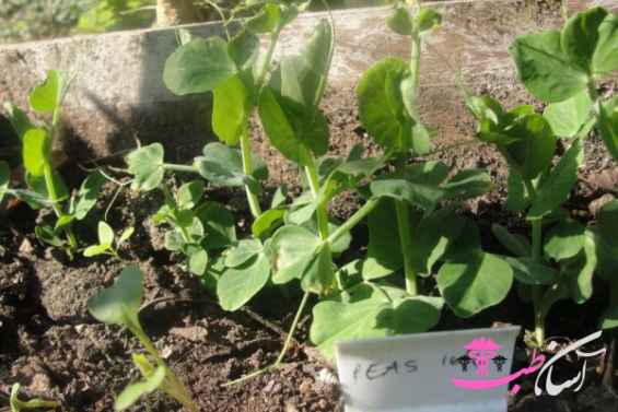 خواص نعنای گربهای خواص نعنای گربهای