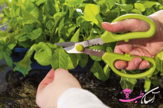 خواص نعنای گربه‌ای