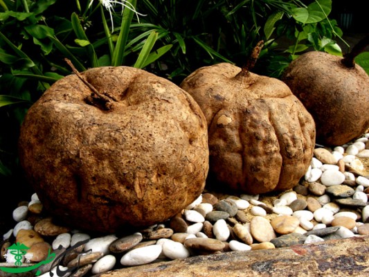 خواص پوراریا میریفیکا