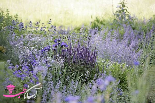 خواص پونه سا