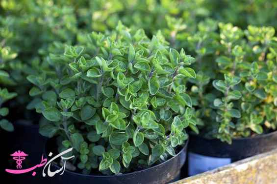 خواص پونه کوهی