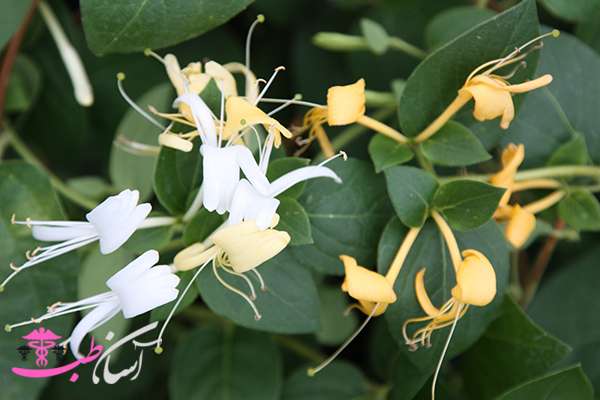 خواص پیچ امین الدوله