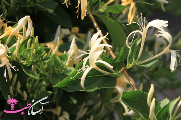 خواص پیچ امین الدوله