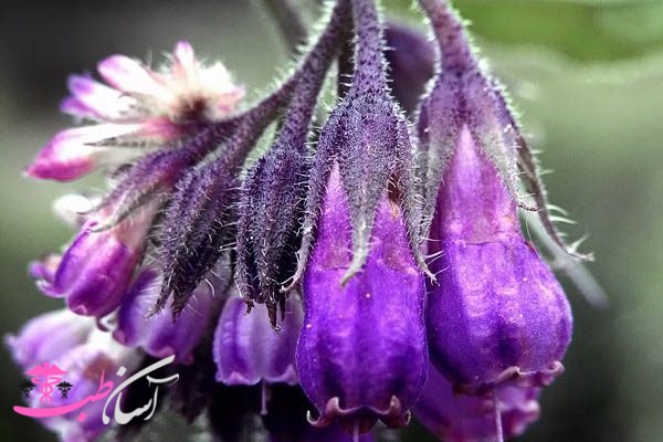 خواص کامفری