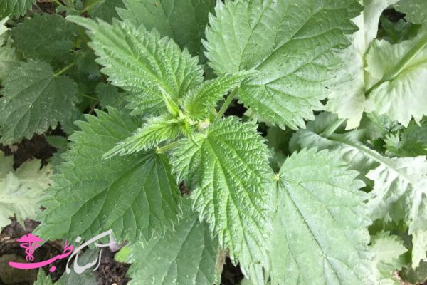 خواص گزنه دو پایه