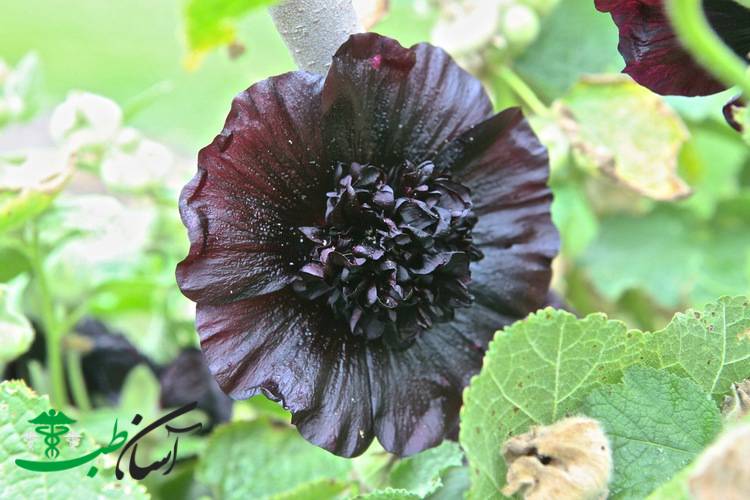 خواص گل ختمی در طب سنتی