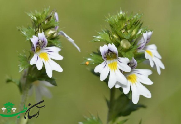 خواص گل خوش