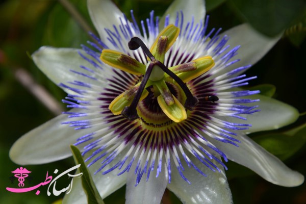 خواص گل ساعتی