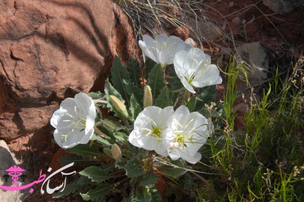 خواص گل مغربی خواص گل مغربی