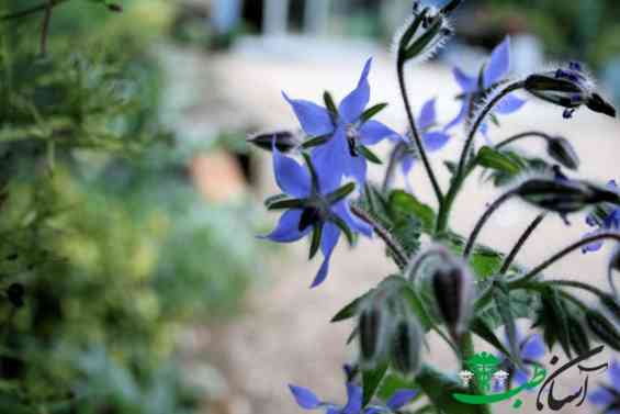 گل گاوزبان اروپایی گل گاوزبان اروپایی