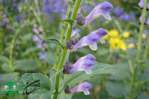 خواص گیاه بشقابی