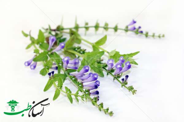 خواص گیاه بشقابی