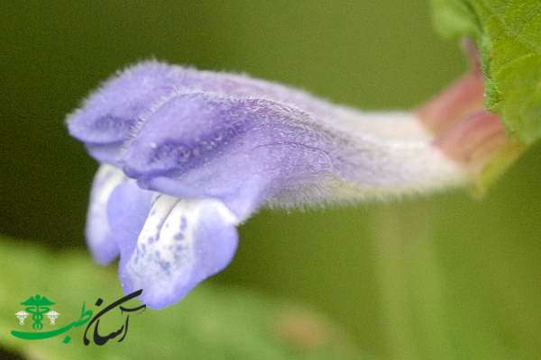 خواص گیاه بشقابی