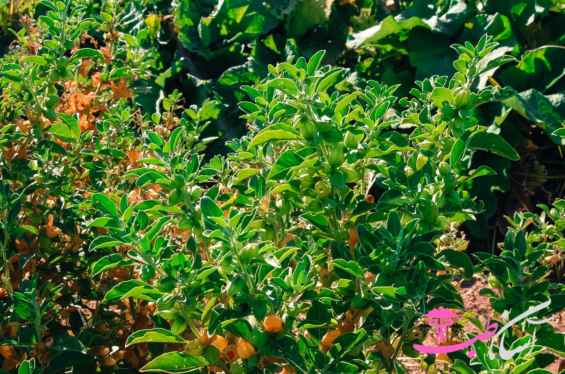 گیلاس زمستانی