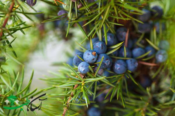 خواص میوه ارس