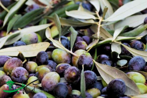 خواص میوه ارس