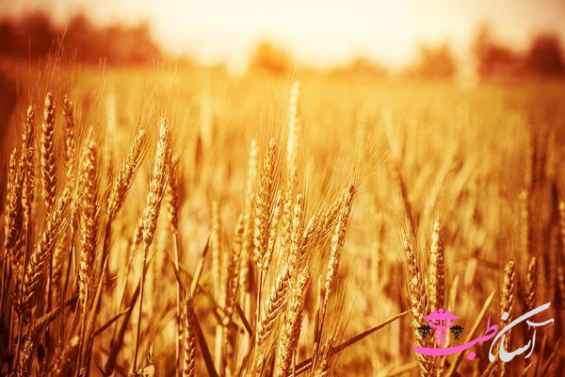 دانههای چاودم